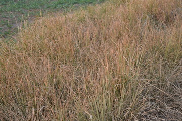 beautiful grass in the jungle