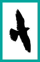 Fototapeta premium bird with wide open wings on isolated