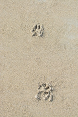 Dog paw print sand background texture