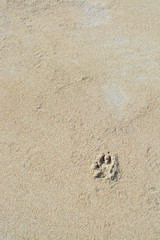 Dog paw print sand background texture