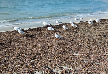 Seagulls rest on the winter beach