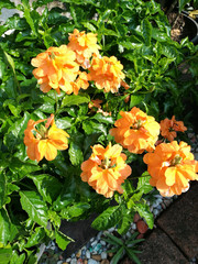 Crossandra flowers with sunlight 