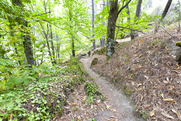 Obraz premium Sendero entre los castaños. Sierra de Gredos.