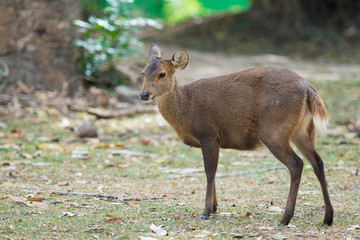 female deer on forest field