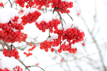 Winter Frozen Viburnum Under Snow. Viburnum In The Snow. First snow. Autumn and snow. Beautiful winter.	