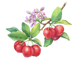 Obraz premium Branch of ripe Acerola (Barbados cherry, thai cherry, Malpighia glabra) with berries, flowers. Red Acerola -tropical fruit. Watercolor hand drawn painting illustration isolated on white background.