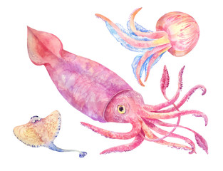 Squid, batoidea, jellyfish. Sea set illustration © Viktoriia Manuilova