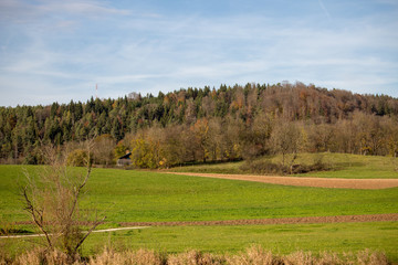 tree landscape nature