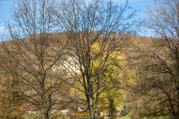 Fototapeta premium tree landscape nature