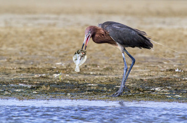 Reddish egret (Egretta rufescens) eating a morning catch, flounder. Galveston, Texas, USA.