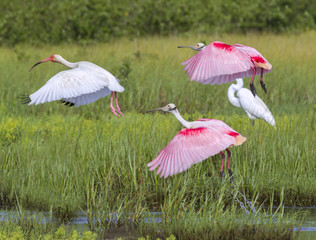 Roseate spoonbills (Platalea ajaja) and American white ibis (Eudocimus albus) flying over tidal marsh, Galveston, Texas, USA