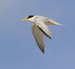 Least tern (Sternula antillarum) flying, Galveston, Texas, USA