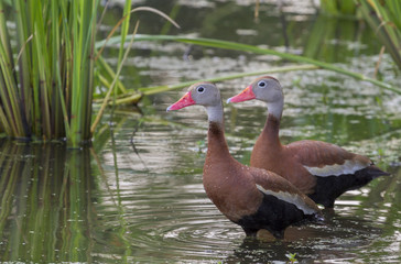 A pair of Black-bellied whistling ducks (Dendrocygna autumnalis) in a forest swamp, Brazos Bend State Park, Needville, Texas, USA.
