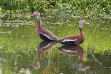 A pair of Black-bellied whistling ducks (Dendrocygna autumnalis) in a forest swamp, Brazos Bend...