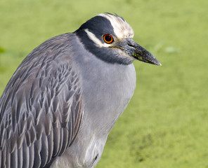 Portrait of the yellow-crowned night heron (Nyctanassa violacea), Brazos Bend state park, Needville, Texas, USA.
