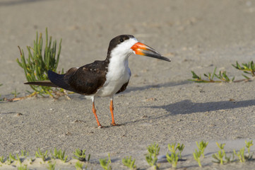 Black skimmer (Rynchops niger) at the sandy beach, Galveston, Texas, USA.