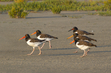 A flock of American oystercatchers (Haematopus palliatus) at the ocean beach, Galveston, Texas, USA