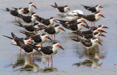 Fototapeta premium Flock of Black skimmers (Rynchops niger) at the ocean beach, Galveston, Texas, USA.