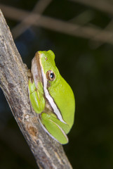 American green tree frog (Hyla cinerea) portrait. High Island, Texas, USA