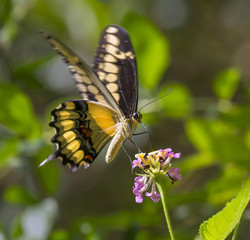 King Swallowtail or Thoas Swallowtail (Papilio thoas) feeding on lantana. High Island, Texas, USA.
