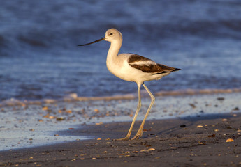 American avocet (Recurvirostra americana) in winter plumage at the ocean beach at early morning, Galveston, Texas, USA.