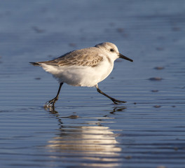 Sanderling (Calidris alba) in winter plumage running along the ocean coast at sunset. Galveston, Texas, USA.