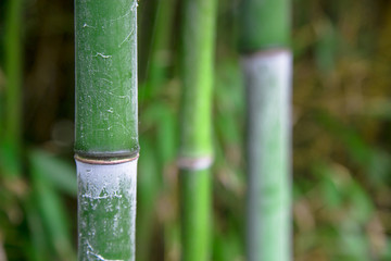 Bamboo green forest background