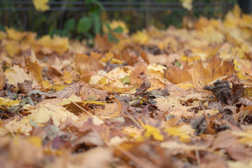 orange leaf