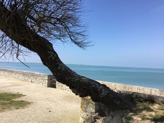 Se reposer à l'ombre d'un arbre sur la plage.