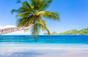 Obraz premium cocotier penché sur plage d'anse Boileau, Mahé, Seychelles 