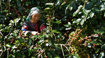 Akha Coffee Harvest