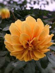 Beautiful Yellow Flower In Cameron Highlands, Malaysia