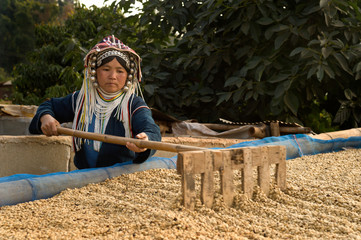Akha Woman Coffee Worker
