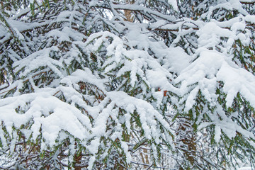Branches of spruce trees with a large layer of snow after a heavy snowfall in the winter cold forest.