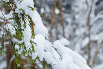 Branches of spruce trees with a large layer of snow after a heavy snowfall in the winter cold forest.