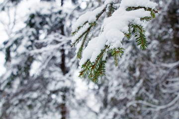 Branches of spruce trees with a large layer of snow after a heavy snowfall in the winter cold forest.