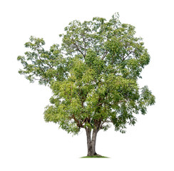 Tree isolated on white background high resolution for graphic decoration, suitable for both web and print media