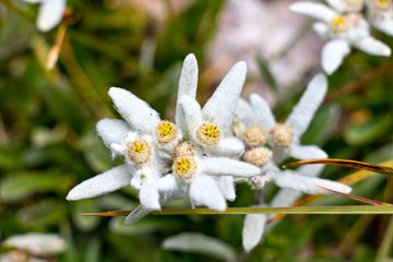 Edelweiss closeup in the mountains