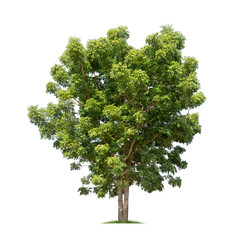 Fototapeta premium Tree isolated on white background high resolution for graphic decoration, suitable for both web and print media