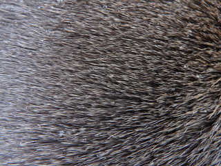Close up of a deer fur as background, Furs of red deer