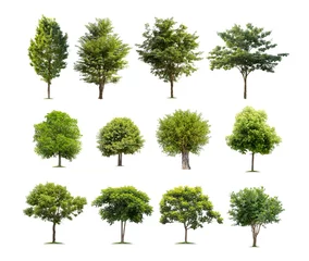 Gordijnen Collection of tree isolated on white background high resolution for graphic decoration, suitable for both web and print media © kpboonjit