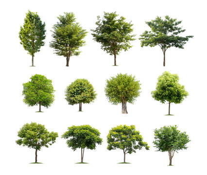 Collection of tree isolated on white background high resolution for graphic decoration, suitable for both web and print media