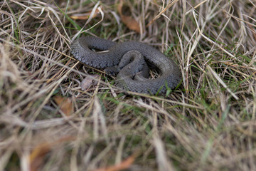 snake rolled into a ball sleeping in the grass