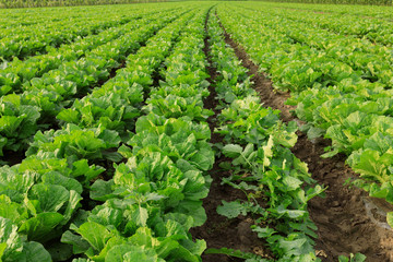 chinese cabbage crops in growth at field