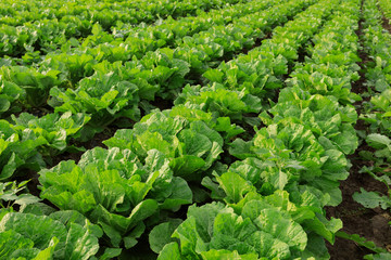 chinese cabbage crops in growth at field