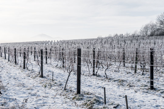 Vineyard covered by snow in winter