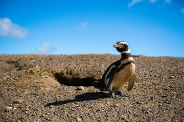 Magellanic penguin on Magdalena island in Patagonia, Chile