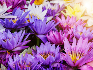 Obraz premium lotus flower.