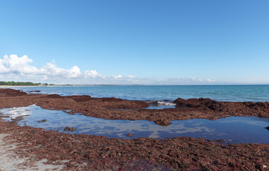Algues abondantes sur plage du Finist&egrave;re