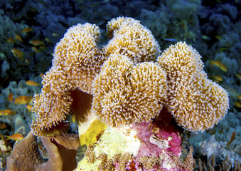 Blooming soft mushroom coral